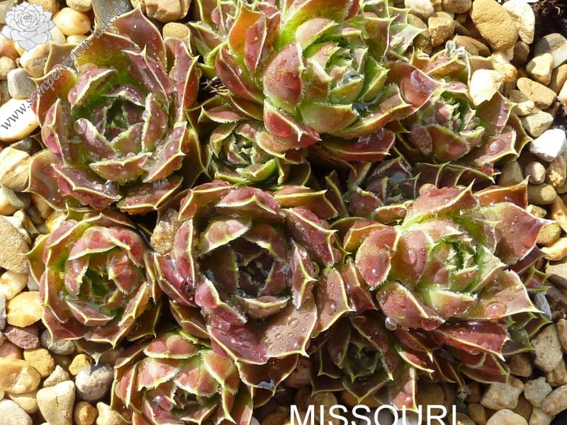Missouri / Jovi