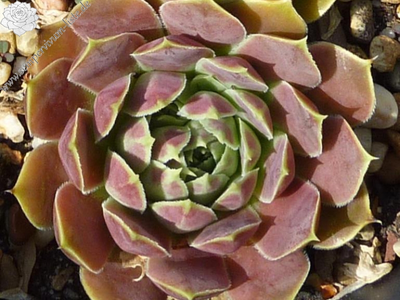 Flower of the Day / Jovi