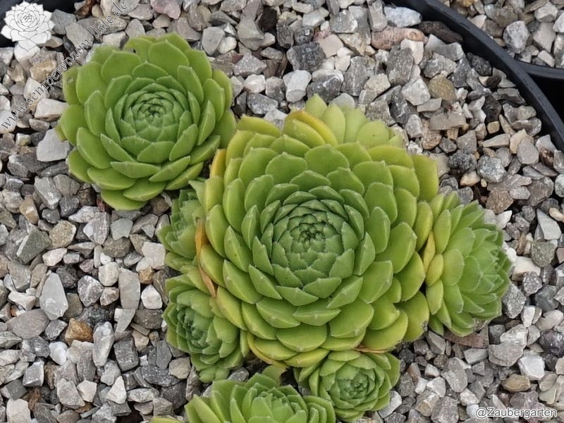 Froschkönig