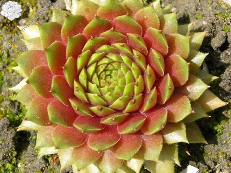 Firgrove Pink Grapefruit