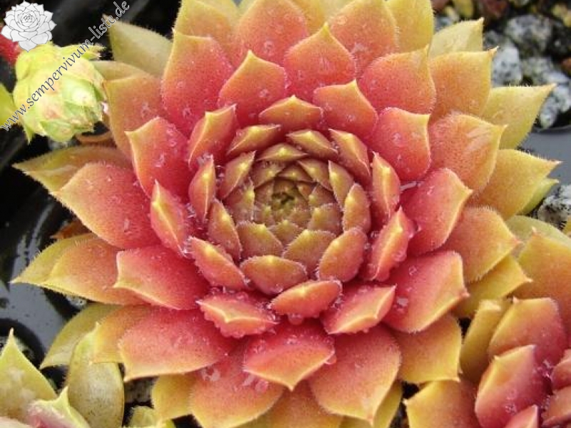 Firgrove Pink Grapefruit