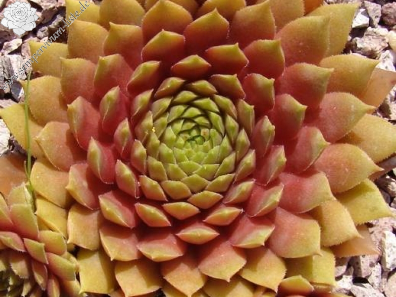 Firgrove Pink Grapefruit