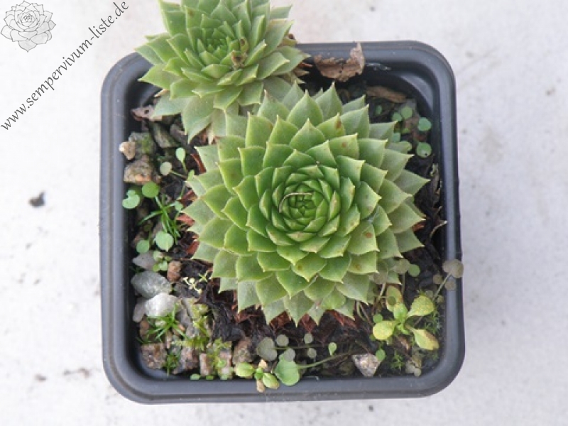 Firgrove Pink Grapefruit