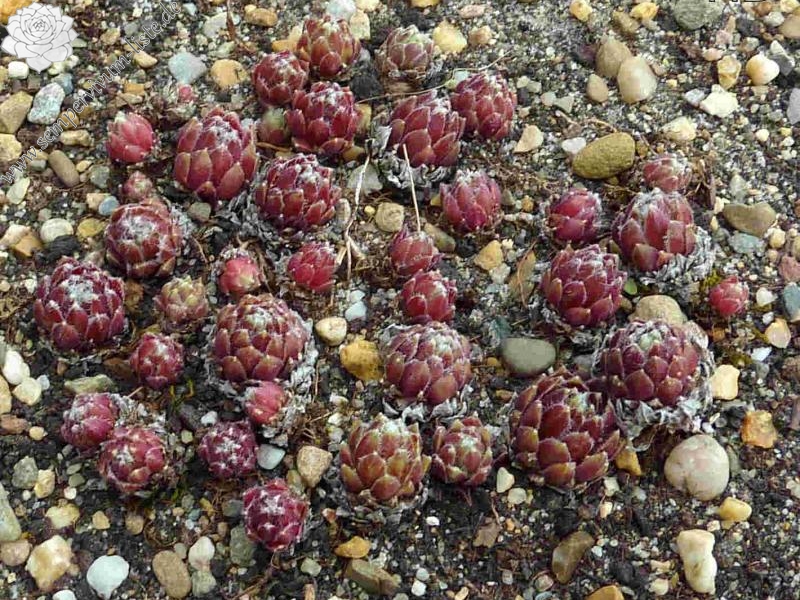 Cranberry