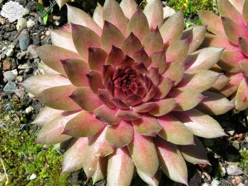 Firgrove Pink Grapefruit