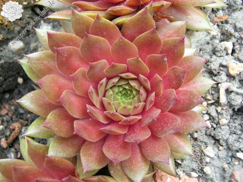 Firgrove Pink Grapefruit