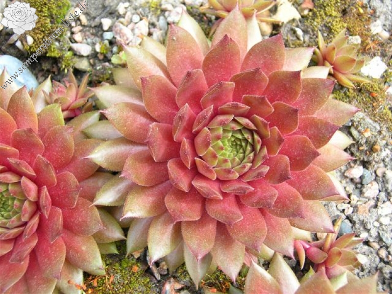 Firgrove Pink Grapefruit