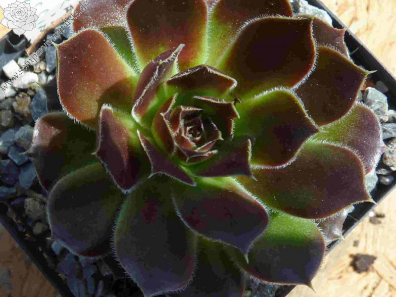 Matra Massief / Jovi