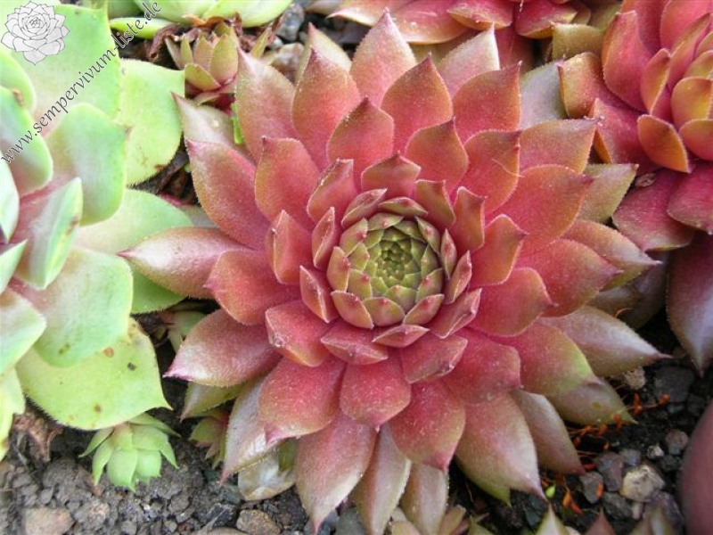 Firgrove Pink Grapefruit