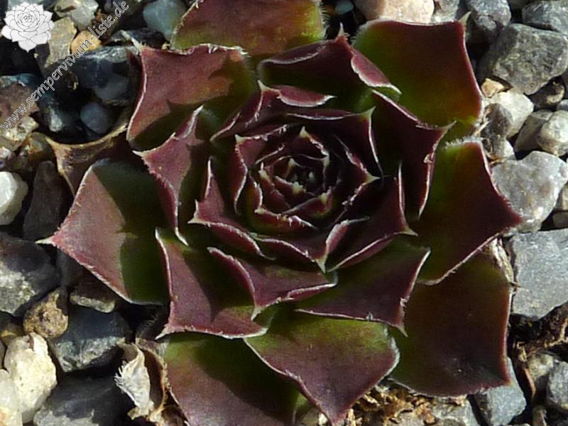 Matra Massief / Jovi