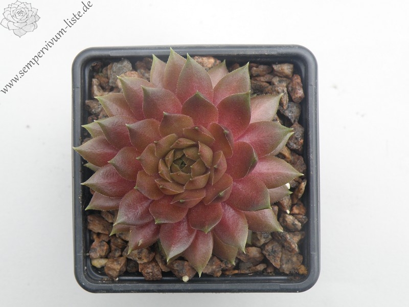 Firgrove Pink Grapefruit