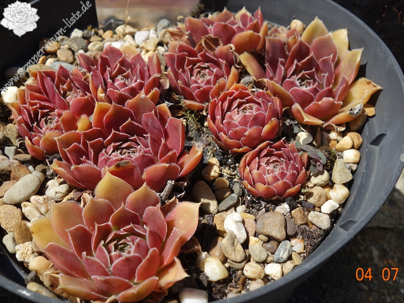 Matra Massief / Jovi