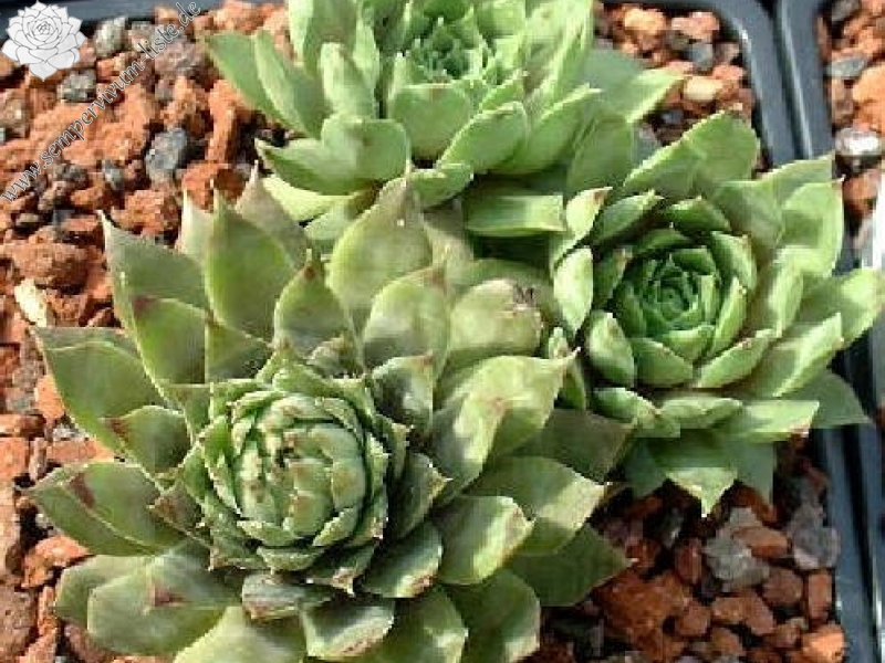 Fey Mühle Oberweid