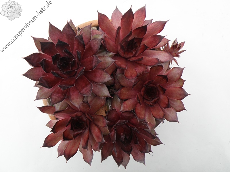 Firgrove Orange Dream