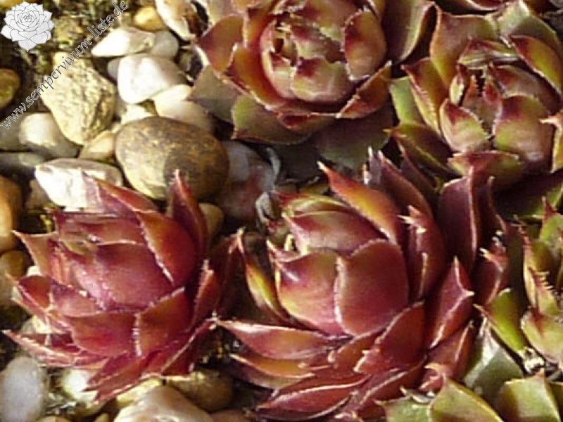 Flint Stone