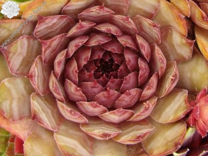 Firgrove Early Riser