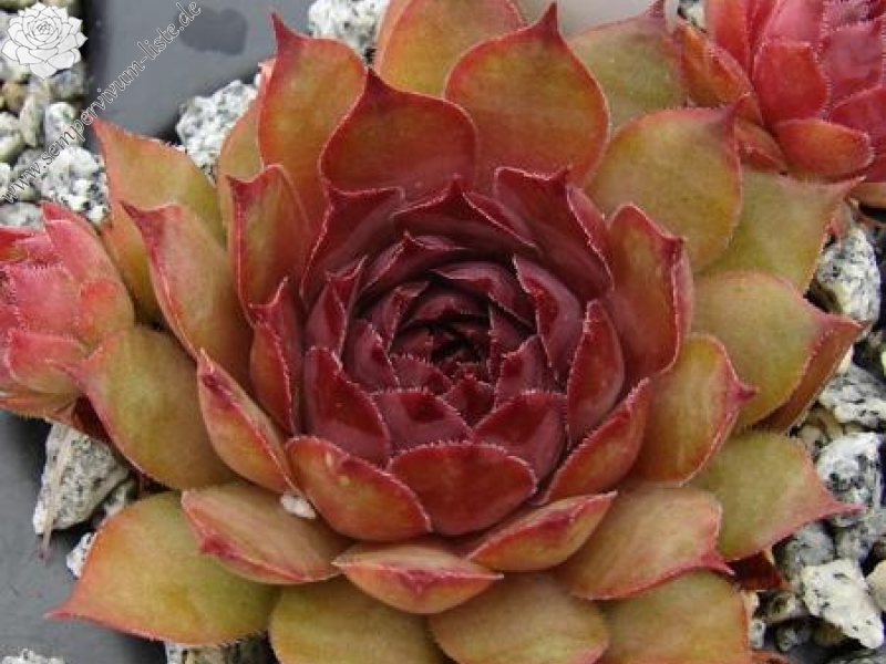 Firgrove Early Riser