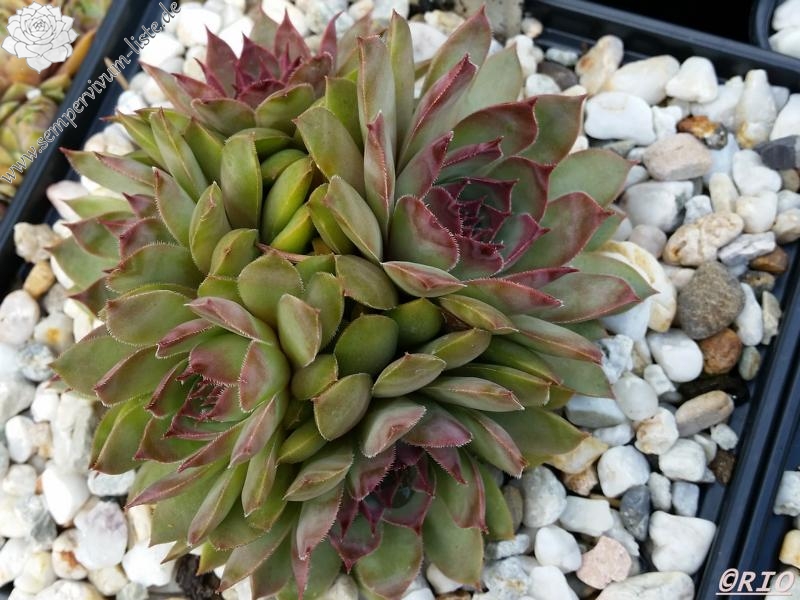 Firgrove Early Riser