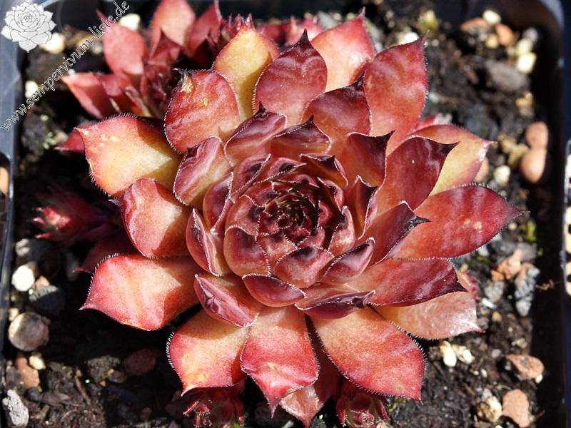 Firgrove Early Riser