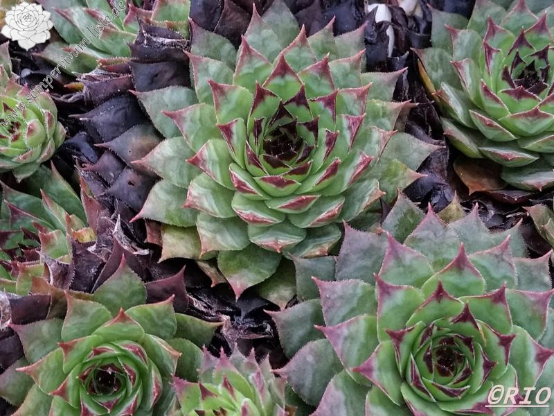 Firgrove Early Riser