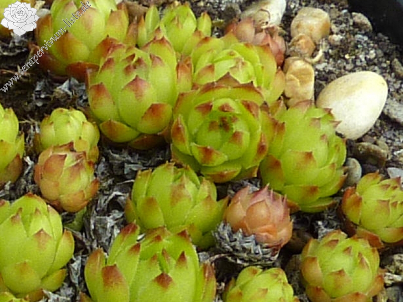 Corni di Canzo