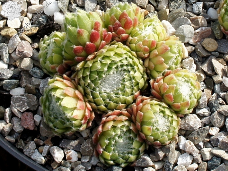 Makora's