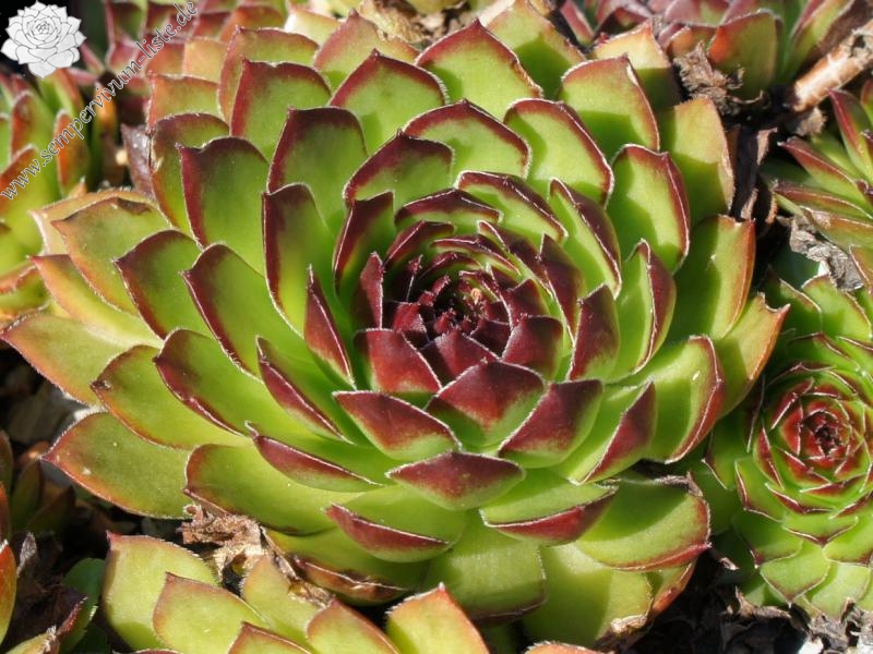 Corni di Canzo