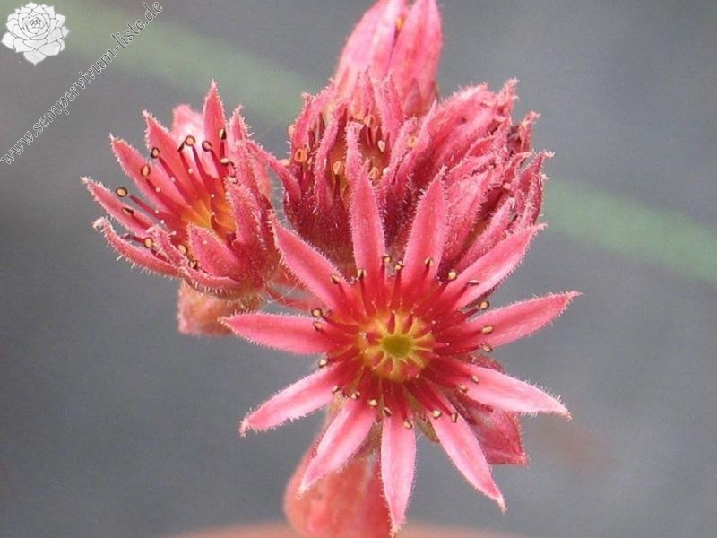 Corni di Canzo
