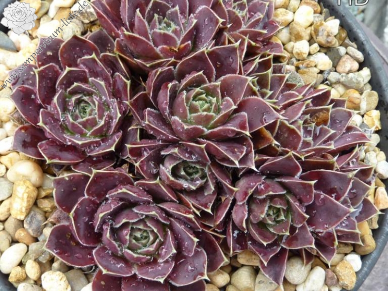Fleurette / Jovi