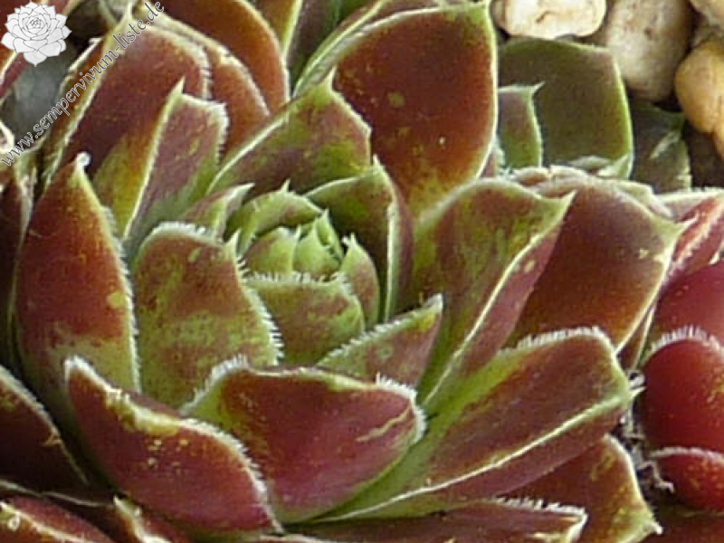 Juanita / Jovi