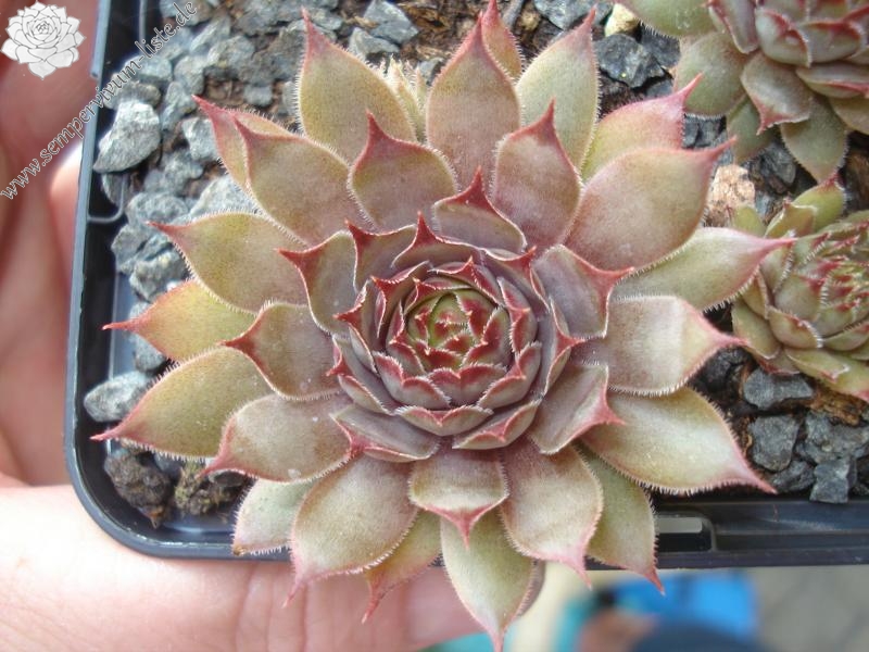 Jeramia