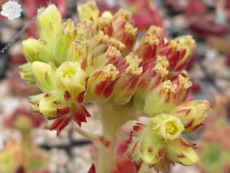 Florendday / Jovi