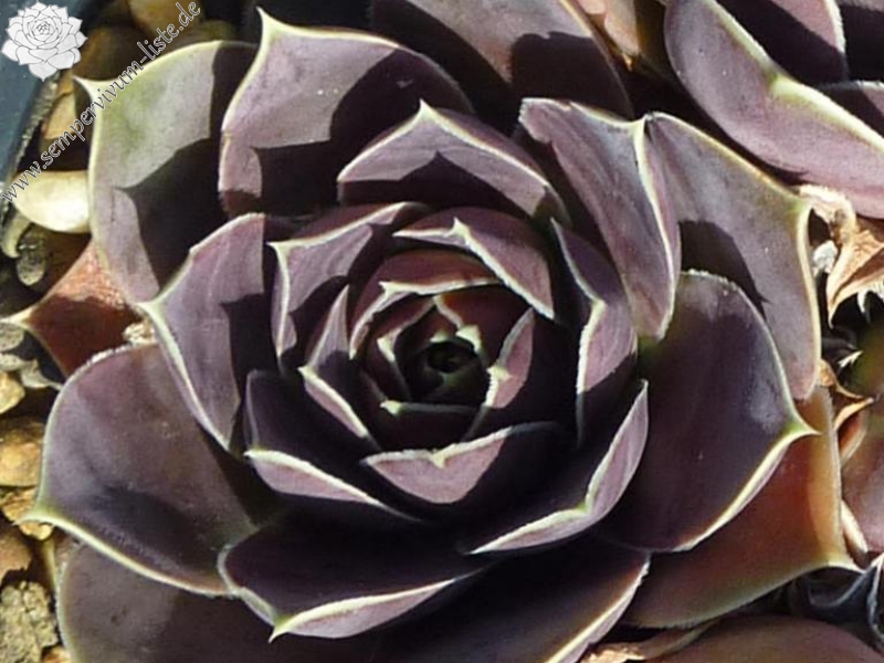 Cornelis Versteeg / Jovi