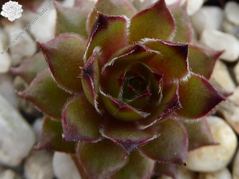 Fleurelle