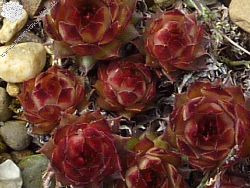 Gamalea