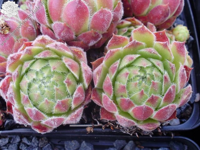 Middle Hybrid