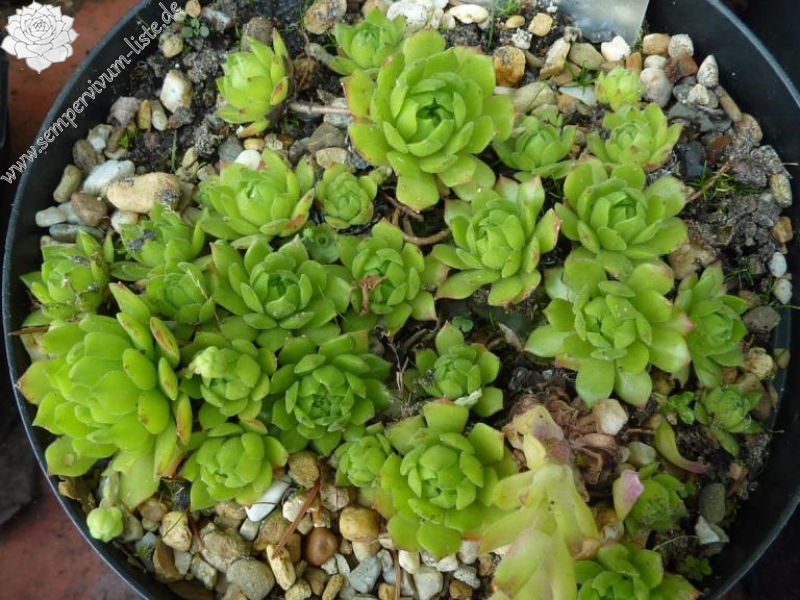 Jades