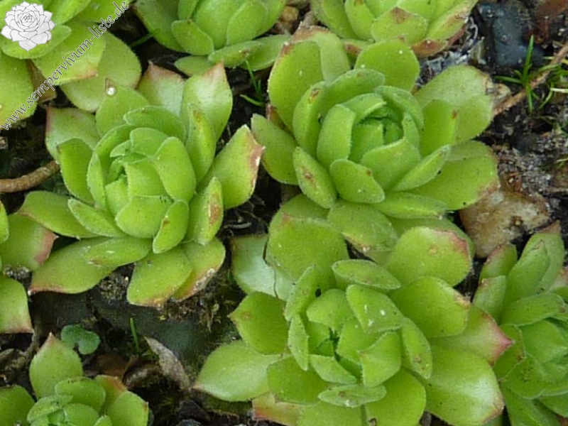 Jades