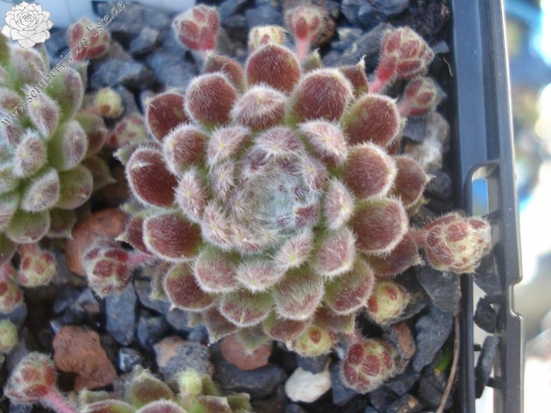 Middle Hybrid