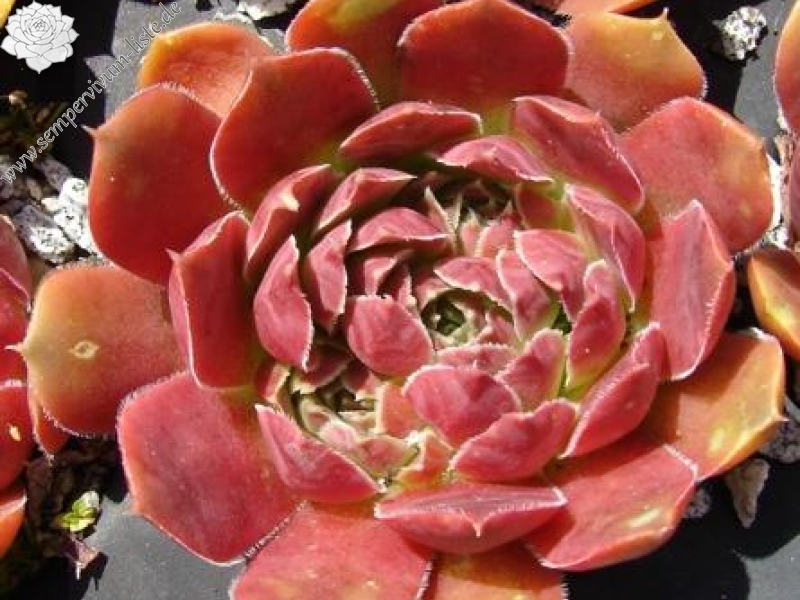 Felicica / Jovi