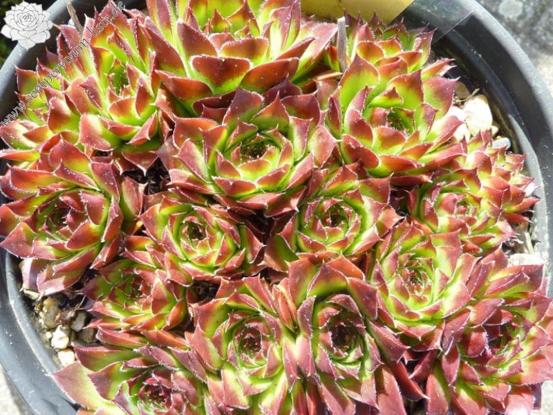 Filigreen / Jovi