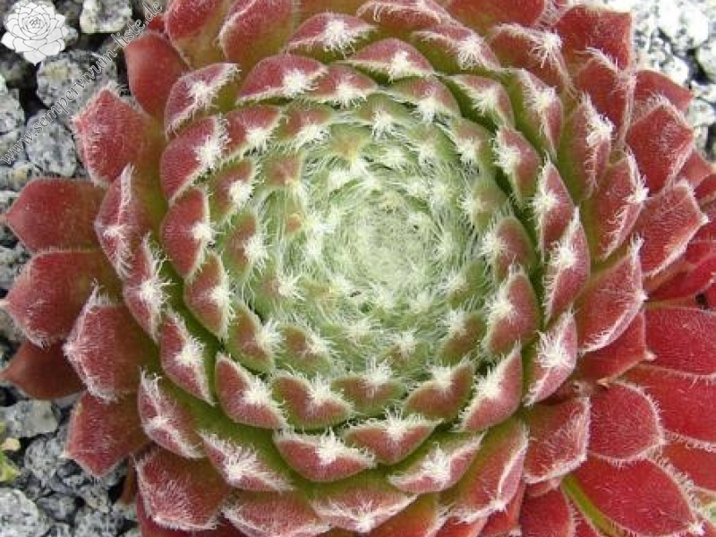 Moerkerk's Merit