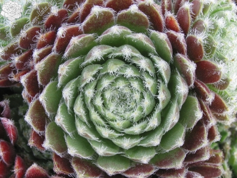 Moerkerk's Merit