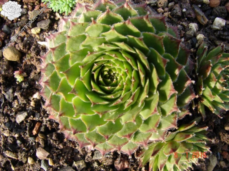 Feuersturm