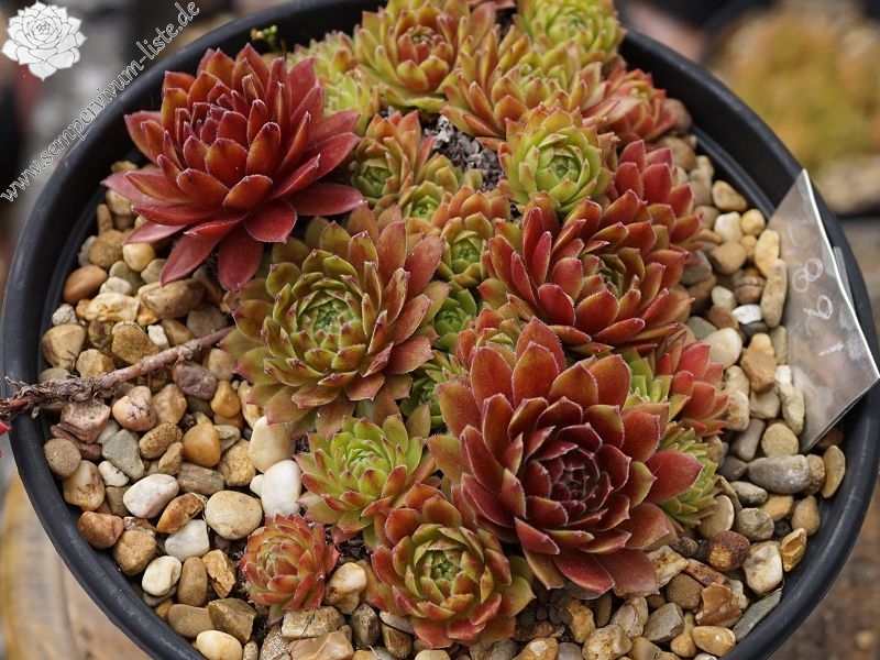Garden Beauty