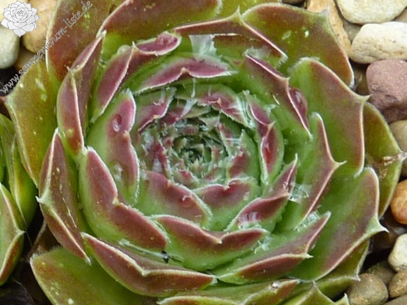 Mickey Mouse / Jovi