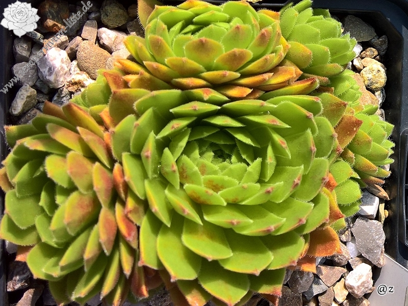 Garden Beauty