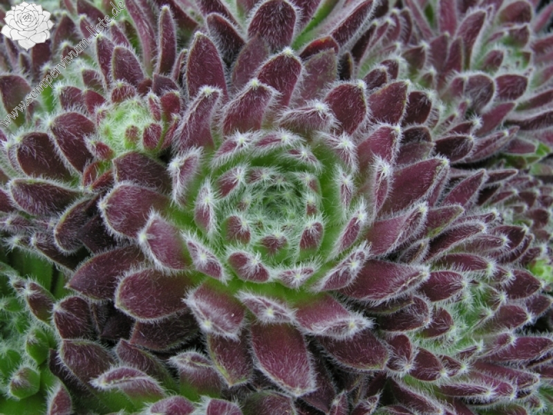 Moerkerk's Merit