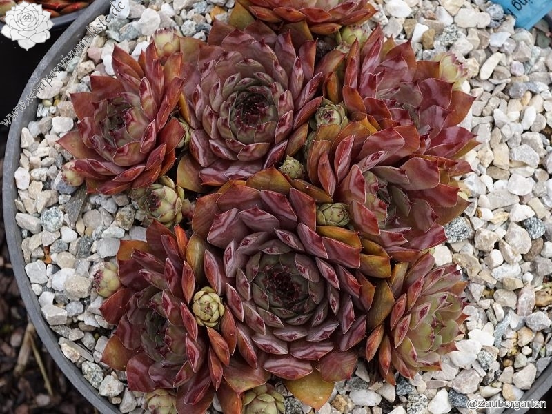 Flaming Heart