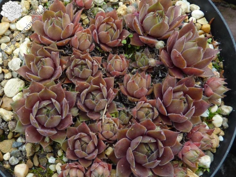 Cupreum